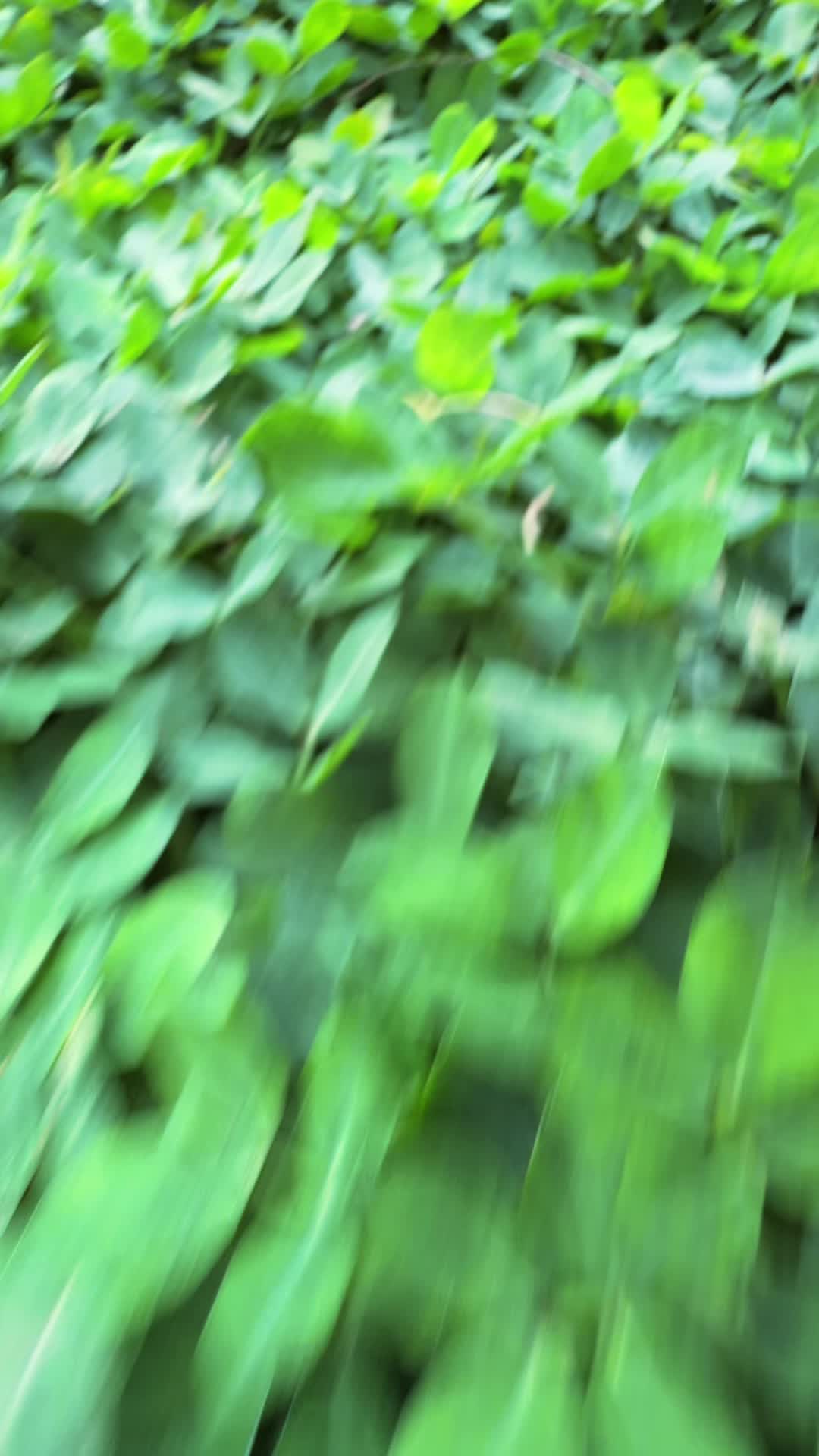 @Ubud Area Tours