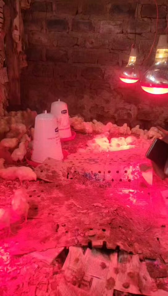 @Pablo farms 🐓🐣🐥🍗🐐🦆🐷🐖🍅