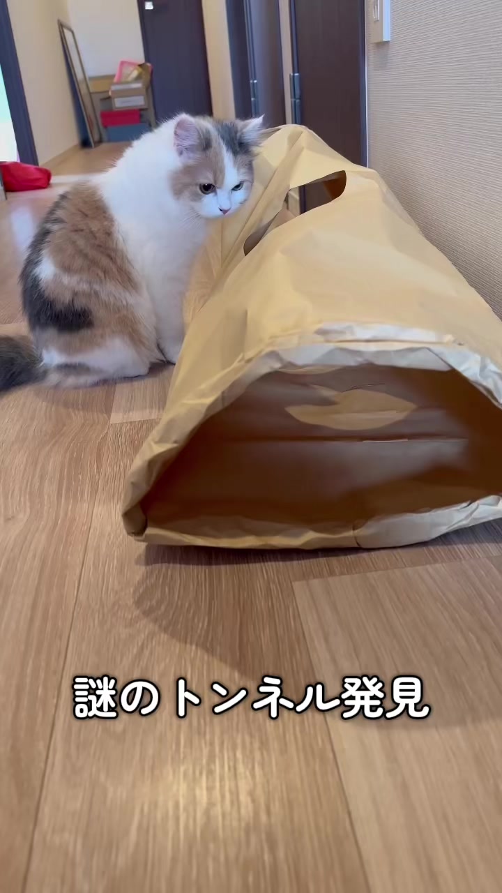 @ねこ日記