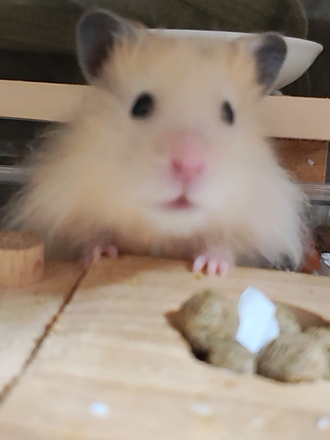 @モチキン🐹