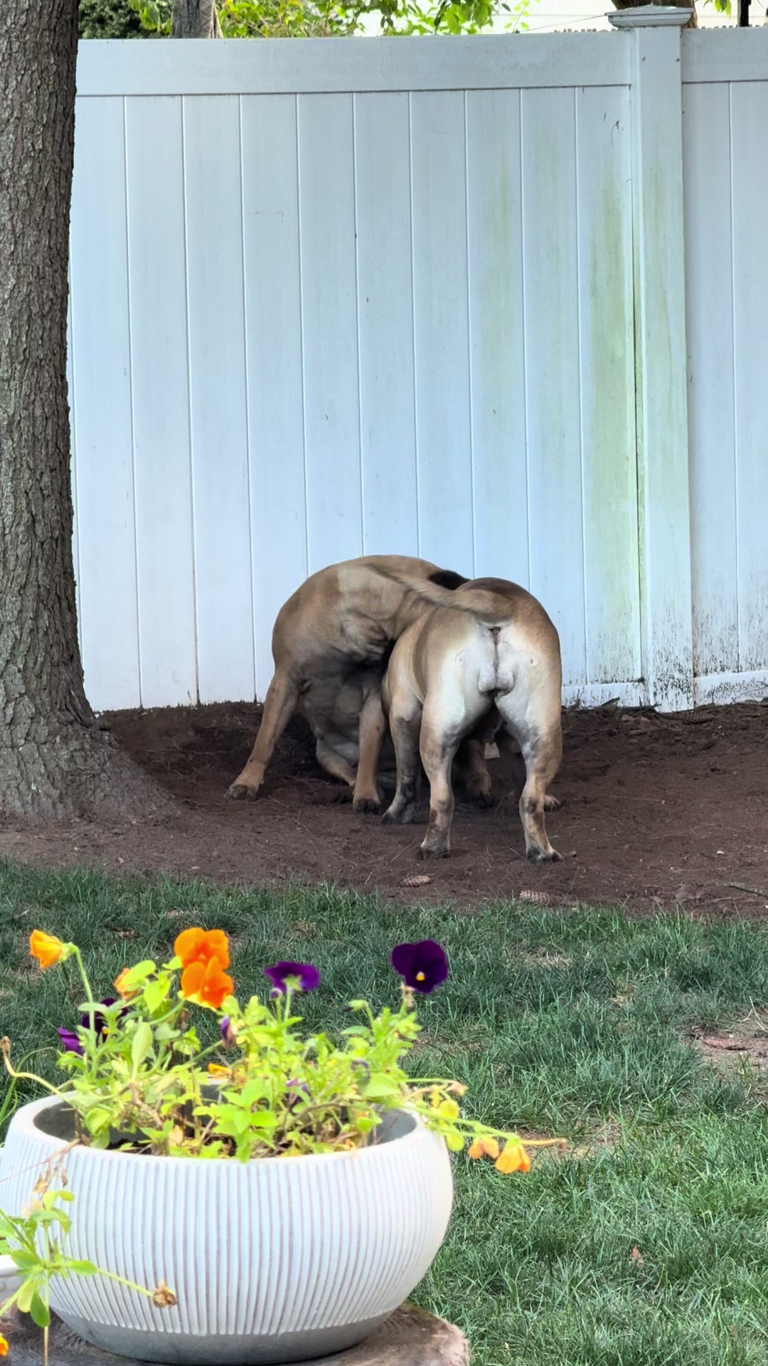 @🐾BullMastiff Mom 🐾💜
