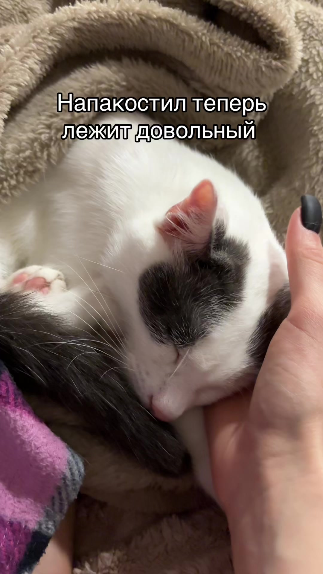 @Pashtet.com
