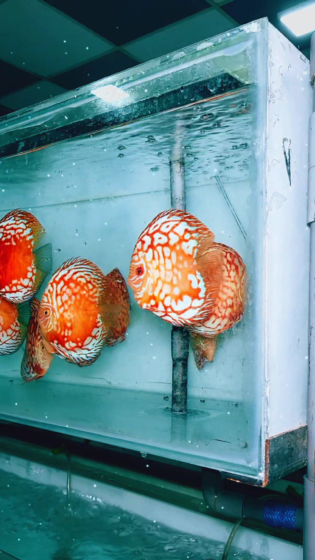 @Discus House Aquarium