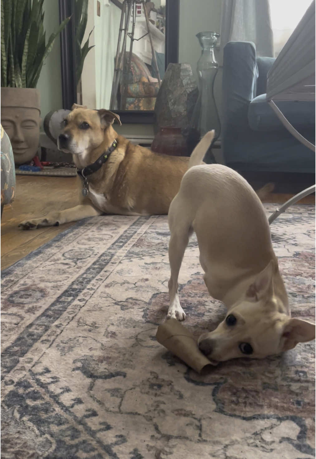 @2legdogs