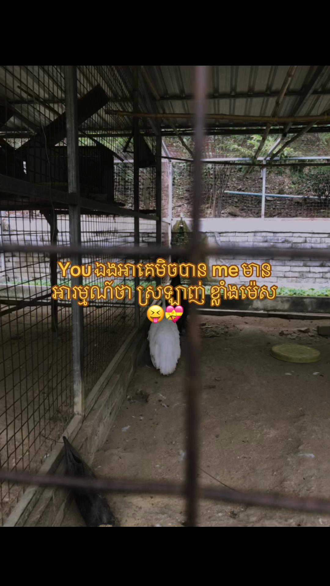 @batviewsnhtvna