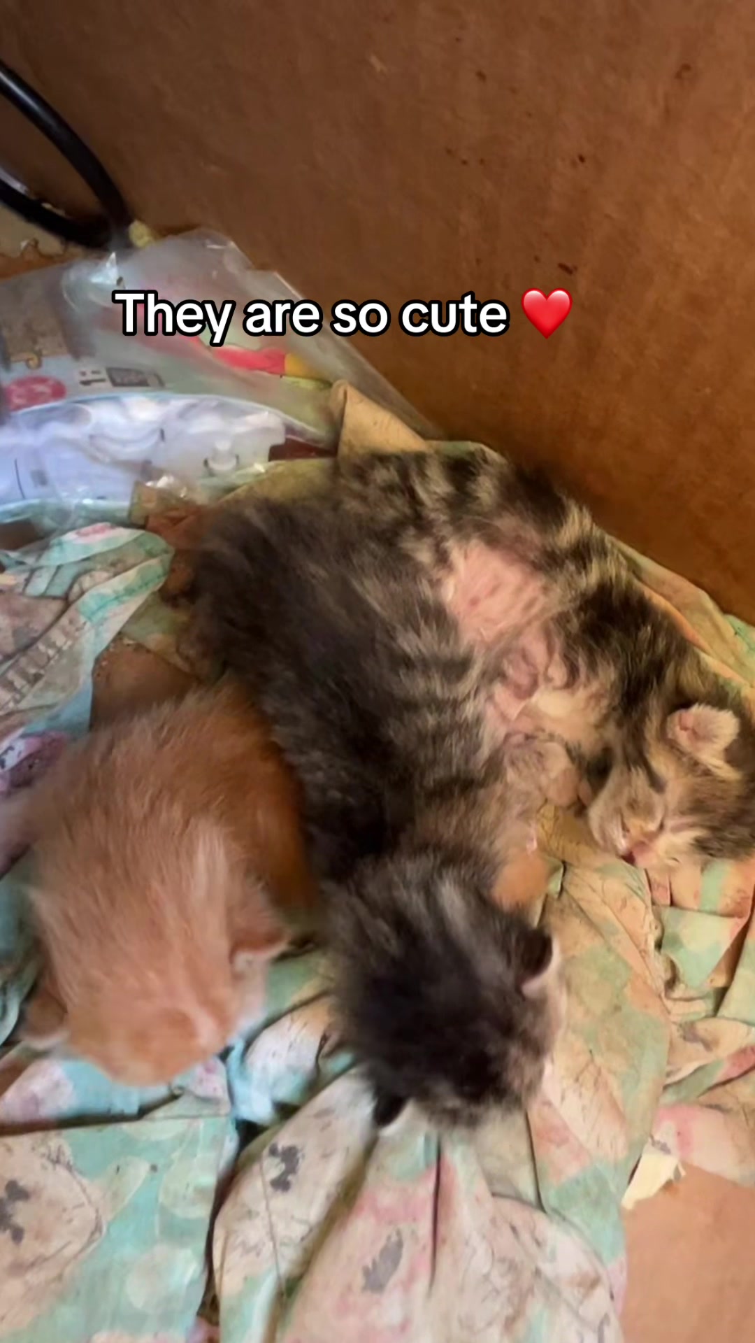 @Cats cats cats