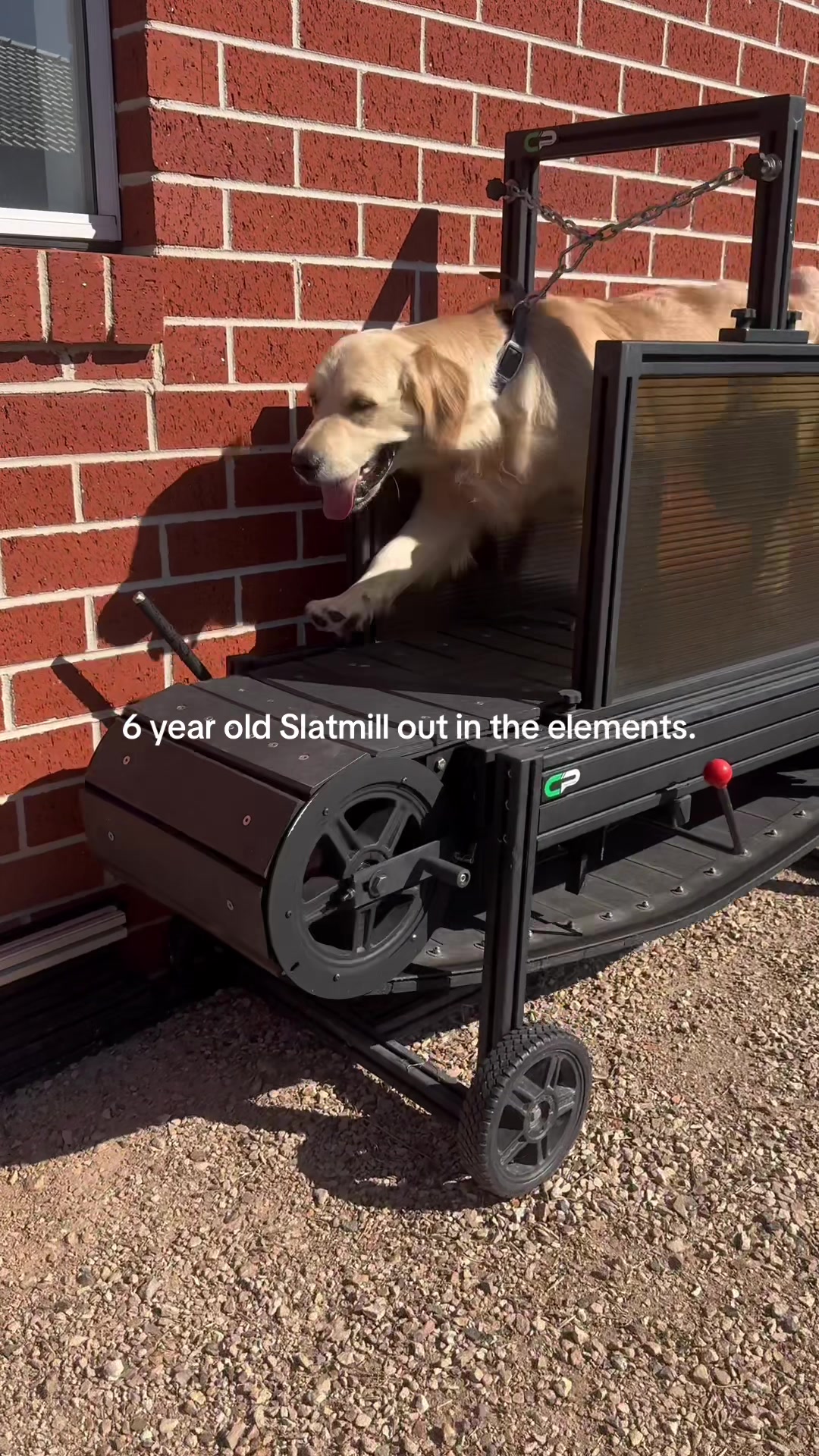 @chaseprodogtreadmills