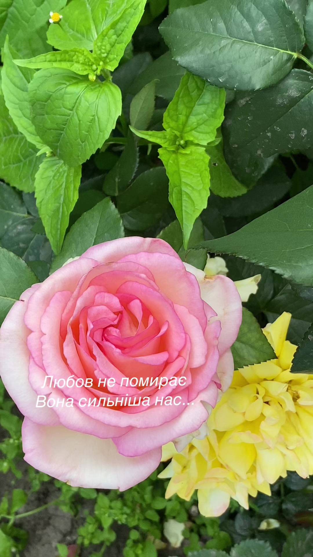 @Явсесама