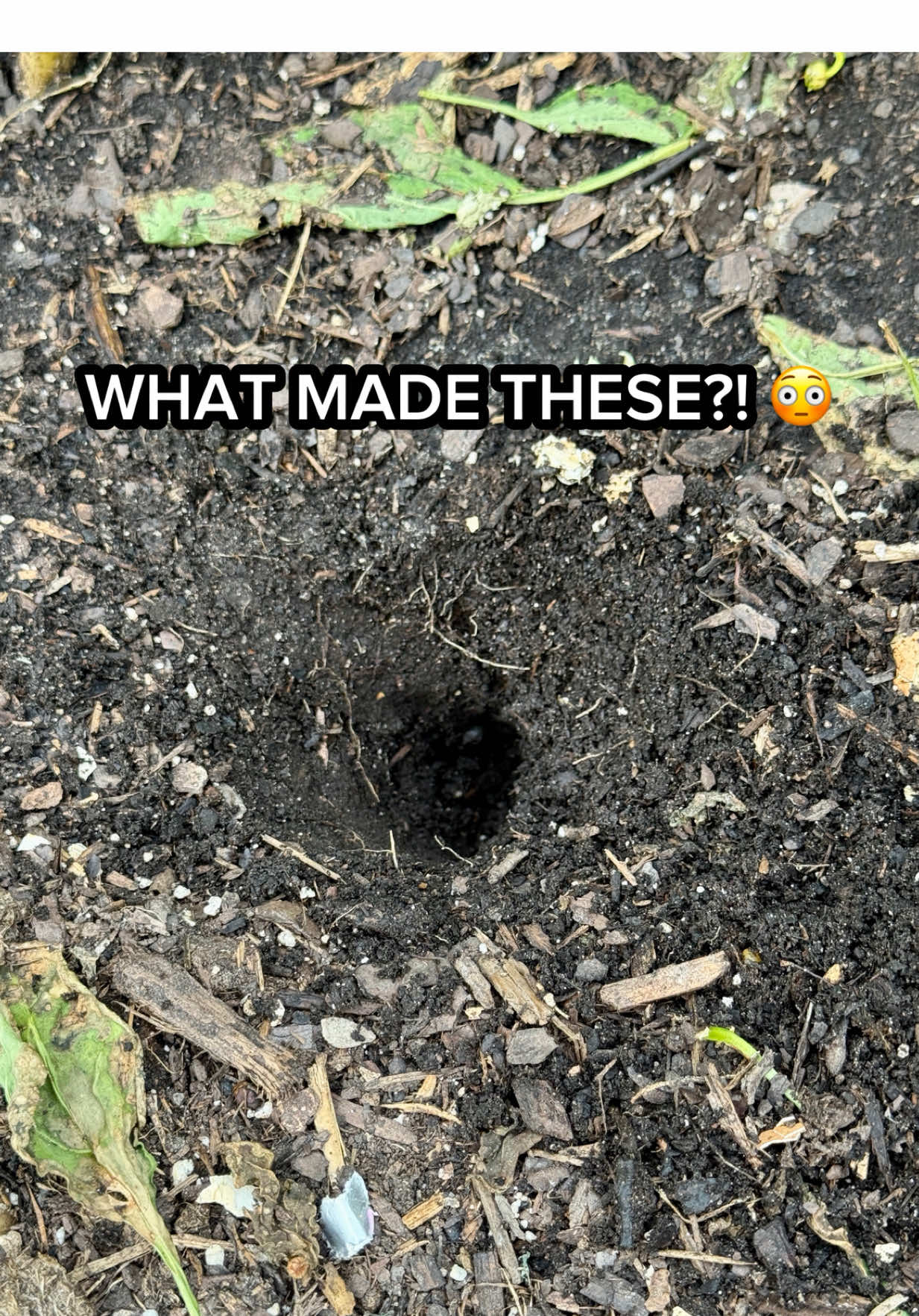 @Sara’s Bites 🌱