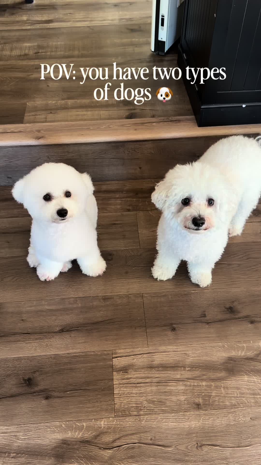 @sammy__and__gabby