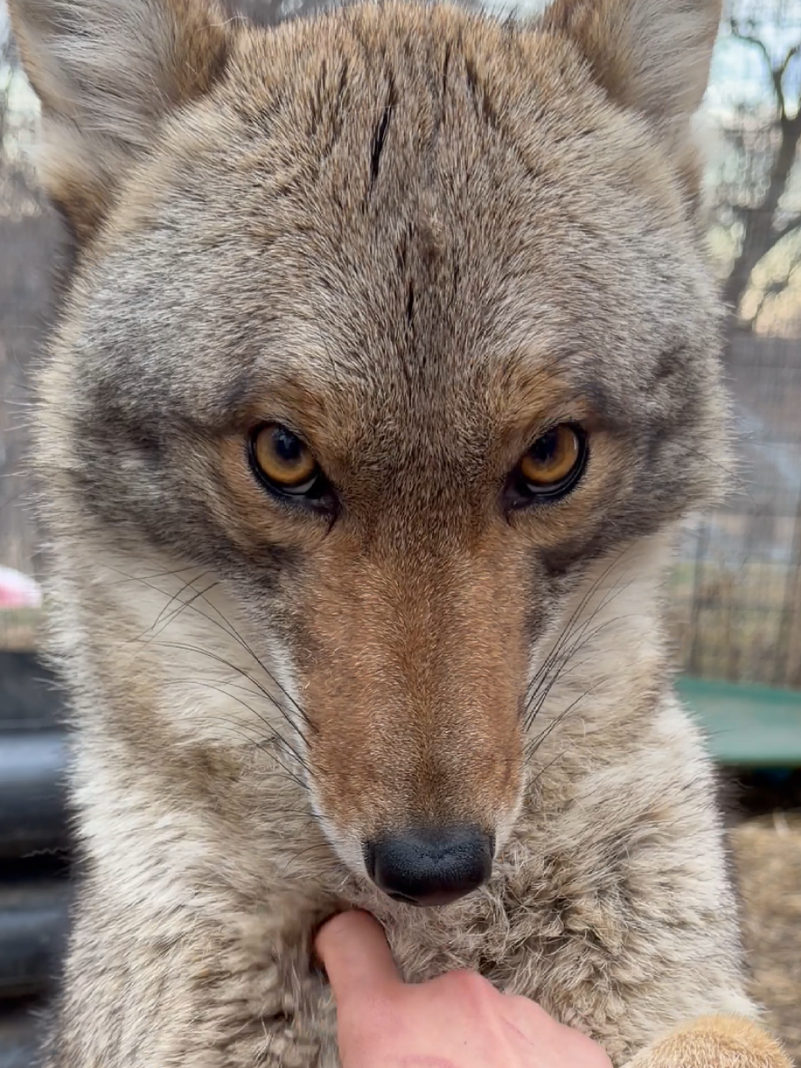 @saveafox