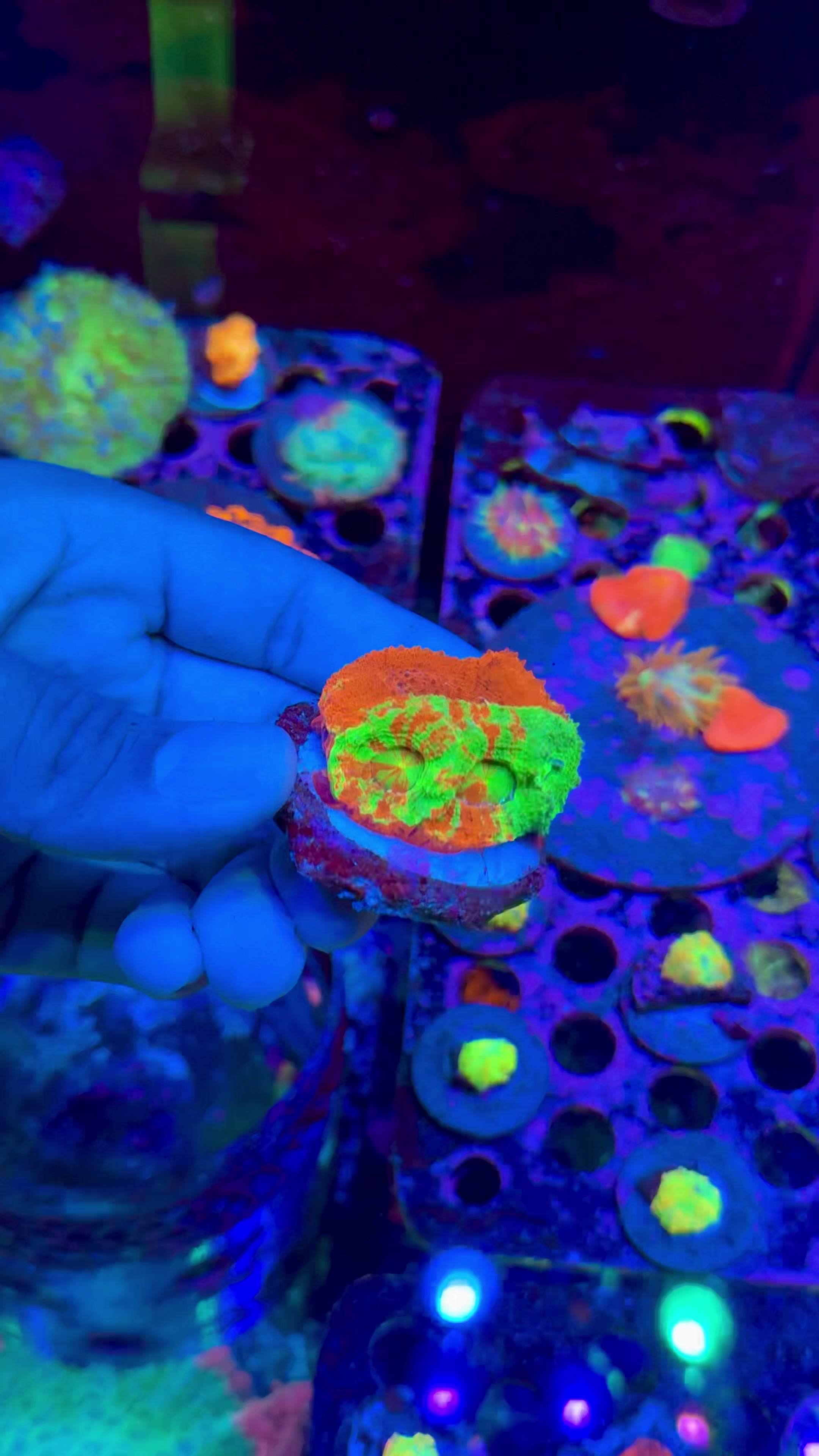 @Cali_Coral_Connect_hxa