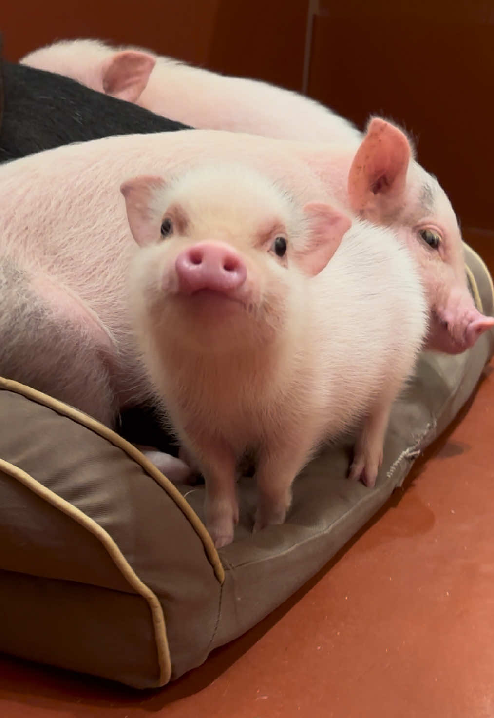 @pignic