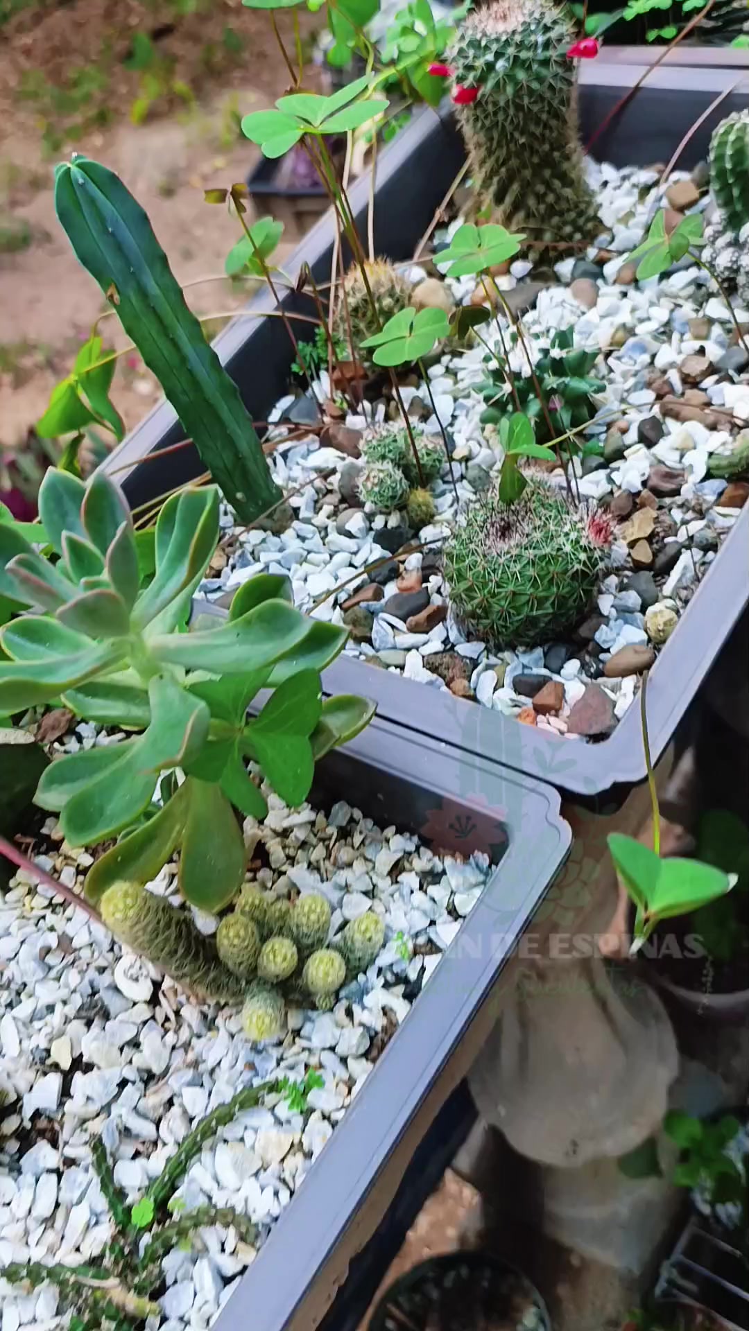 @CACTUS JARDIN DE ESPINAS