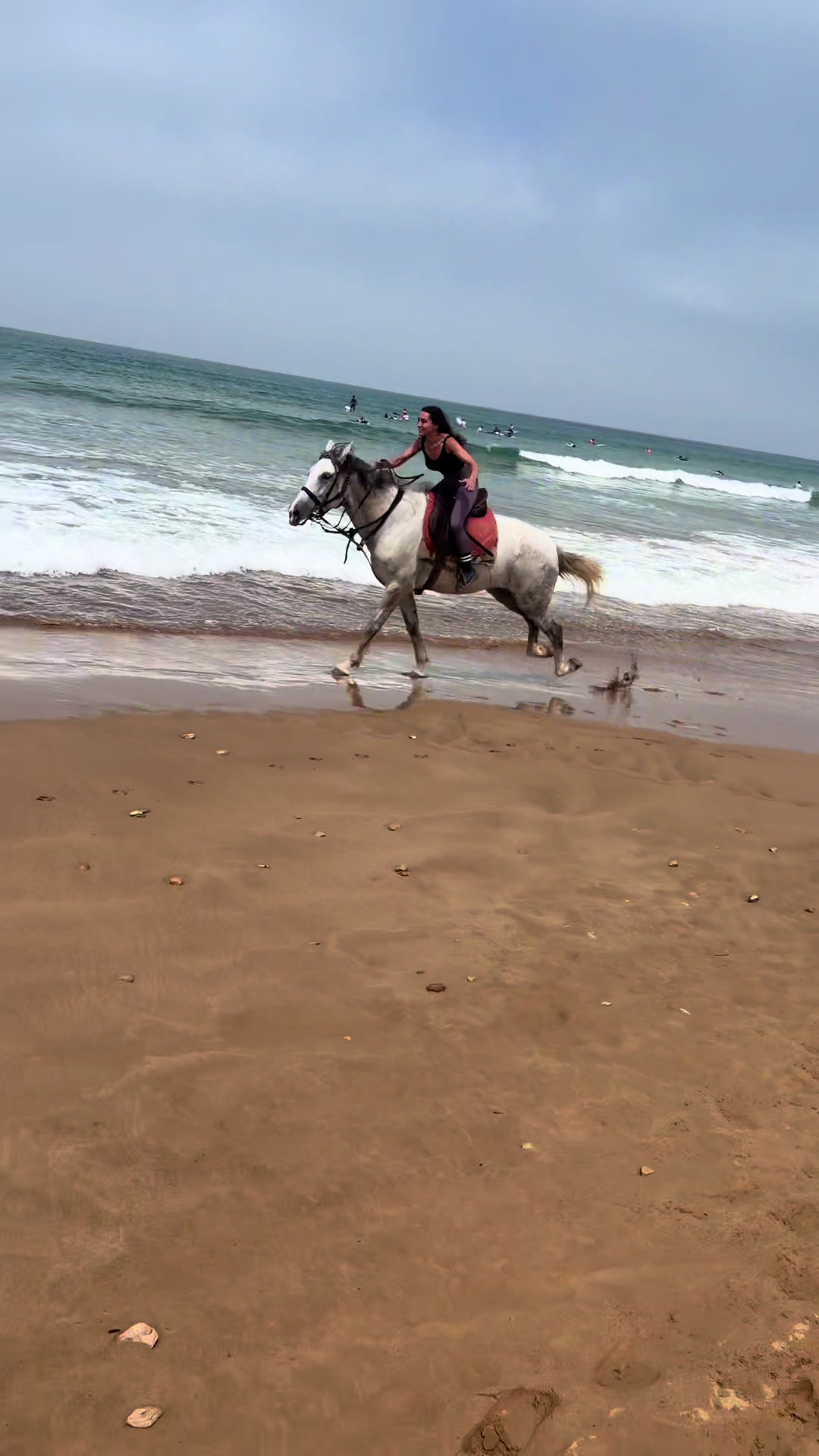 @Cheval_agadir