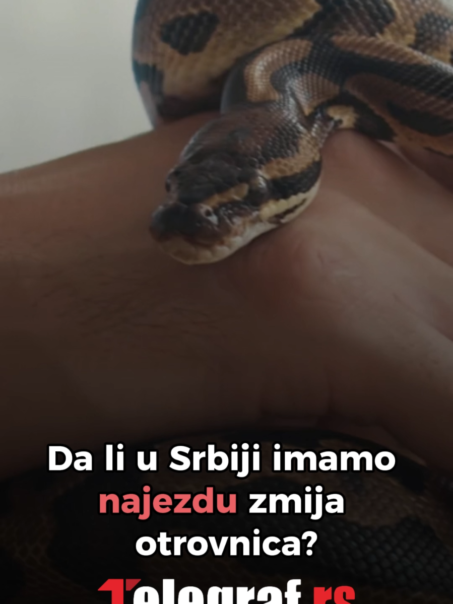 @telegrafrs