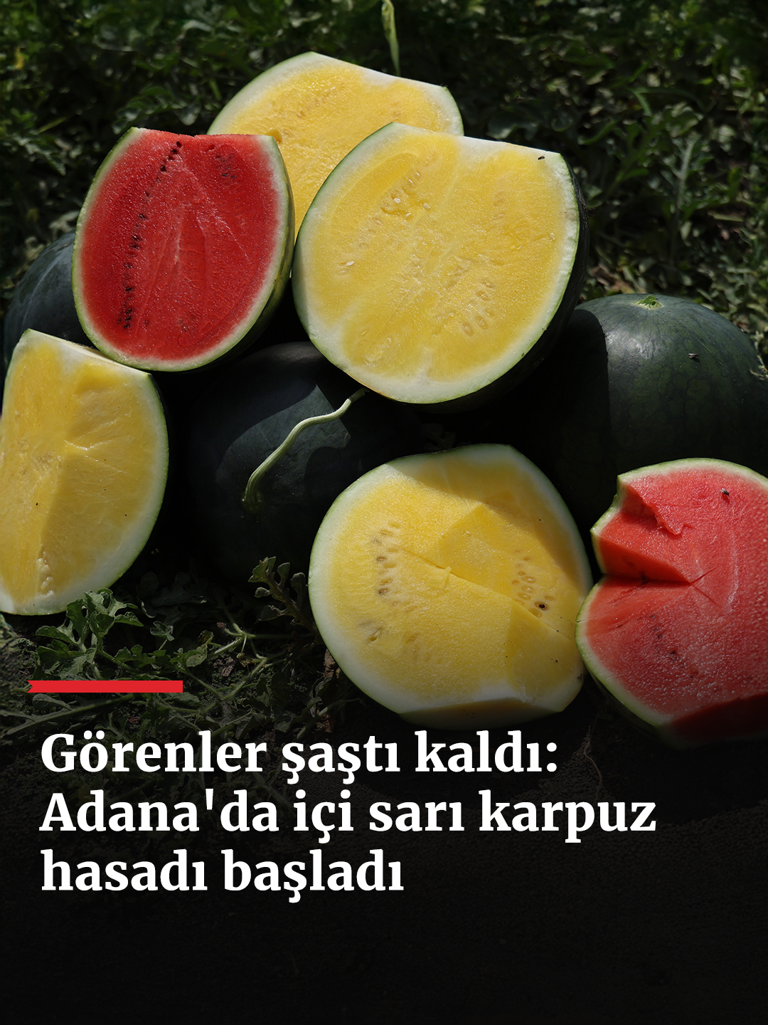 @haberlercom