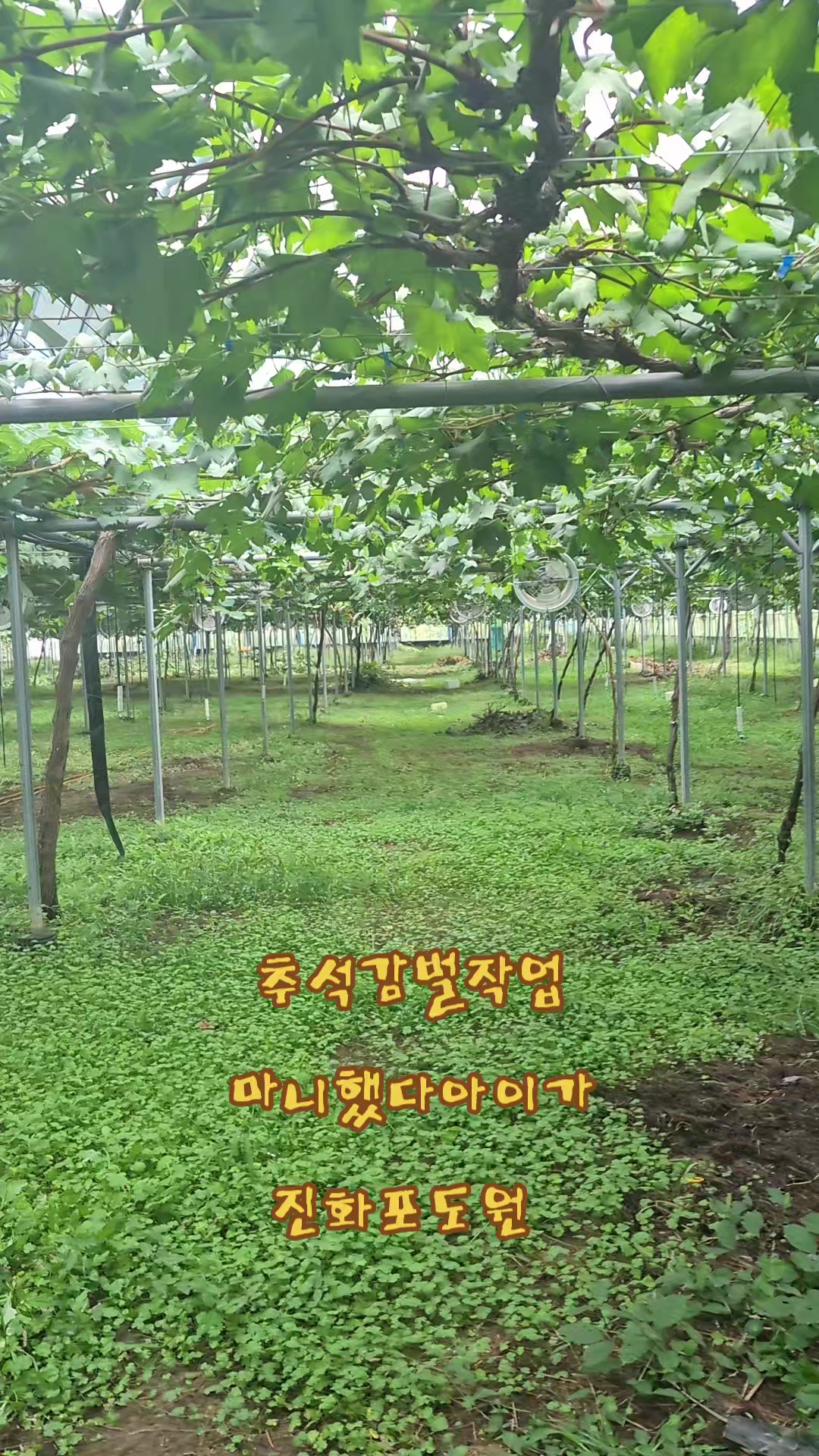 @진화포도원