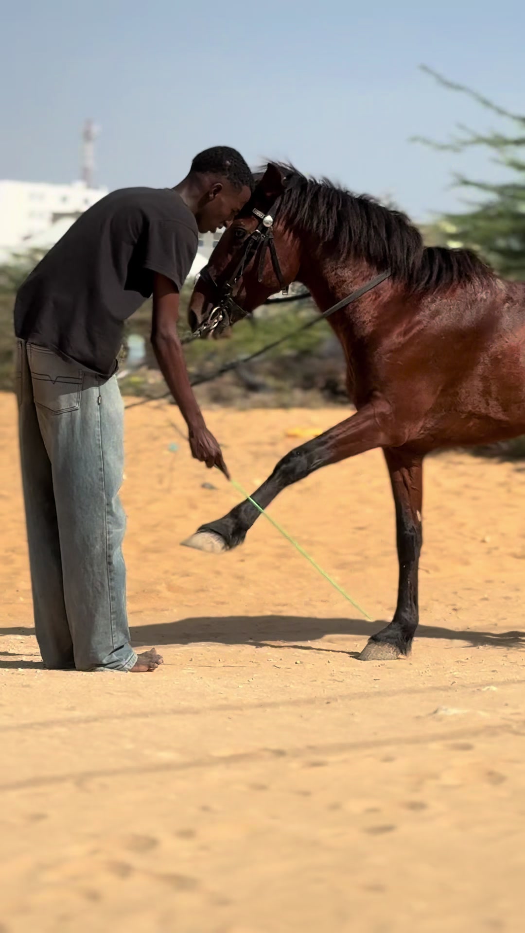 @Duliyaha🐎diyaradadhulka🇸🇴🐎