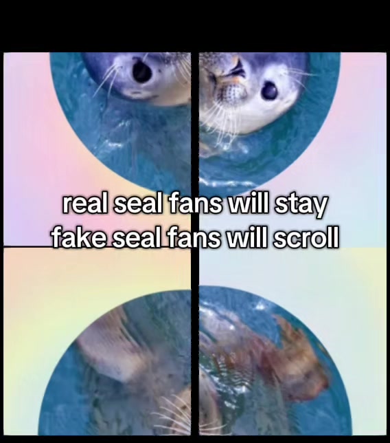 @sealotter_folk