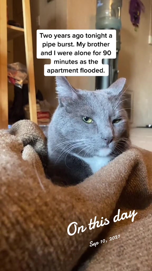 @Therapy Cat Roger & Family