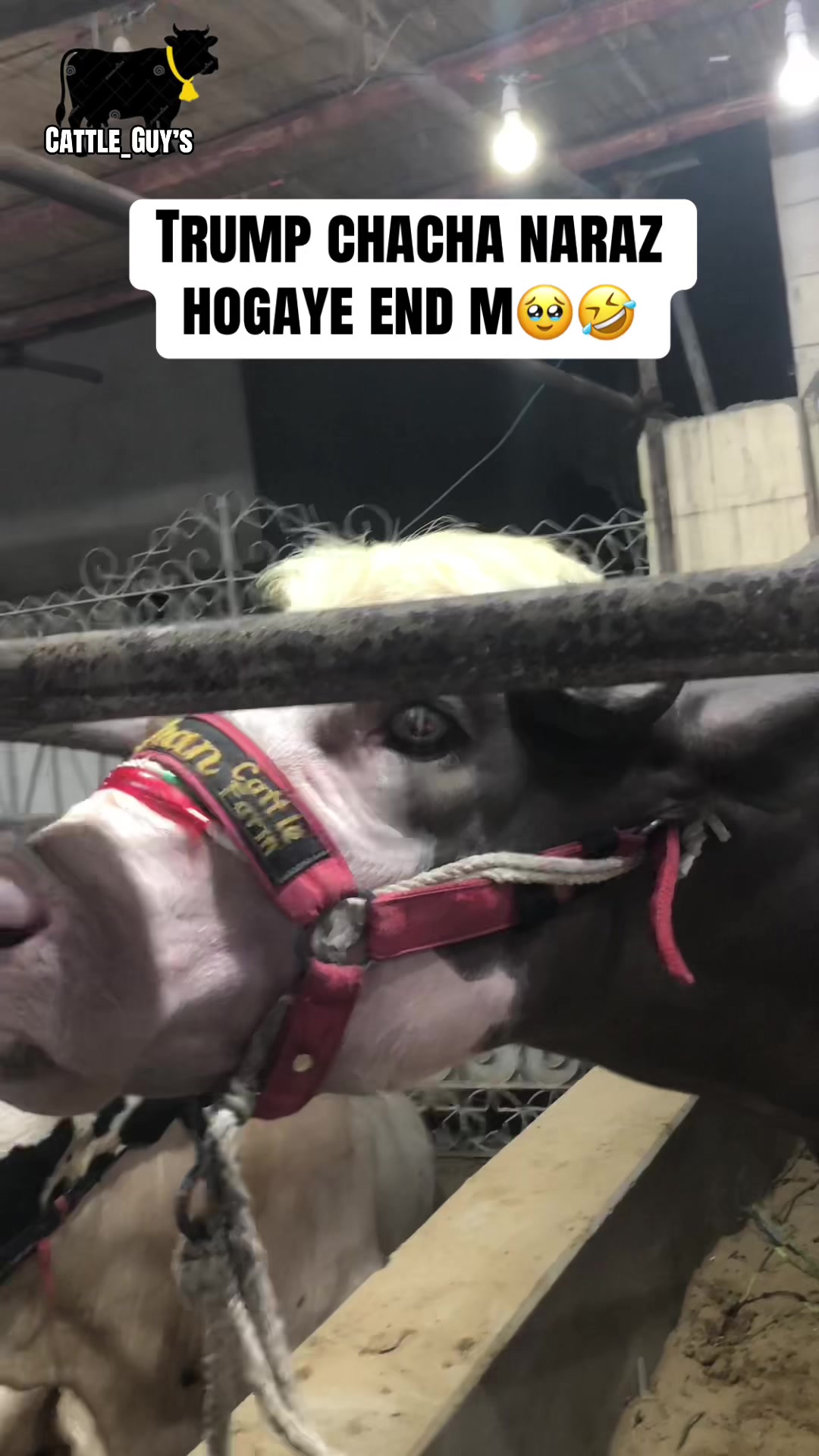 @Cattle_Guy’s