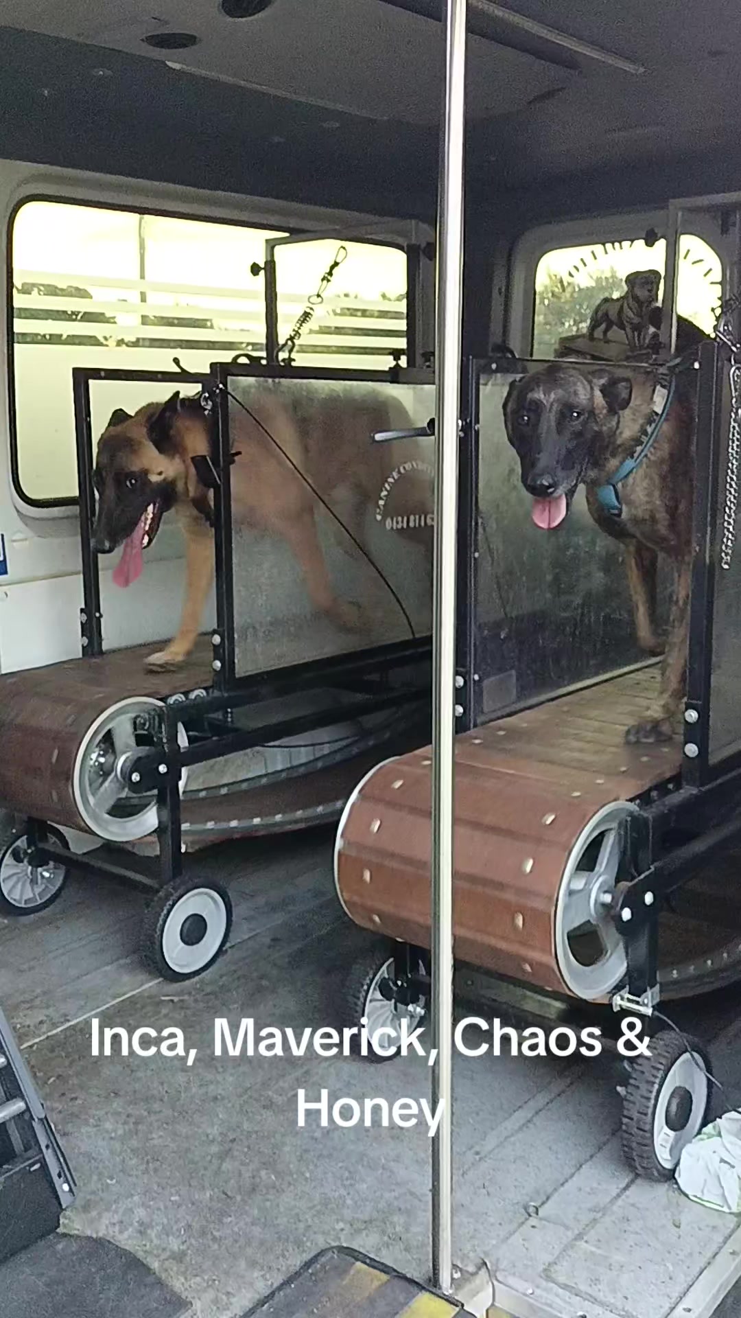 @Canine Conditioning