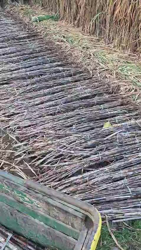 @iiifaaa77