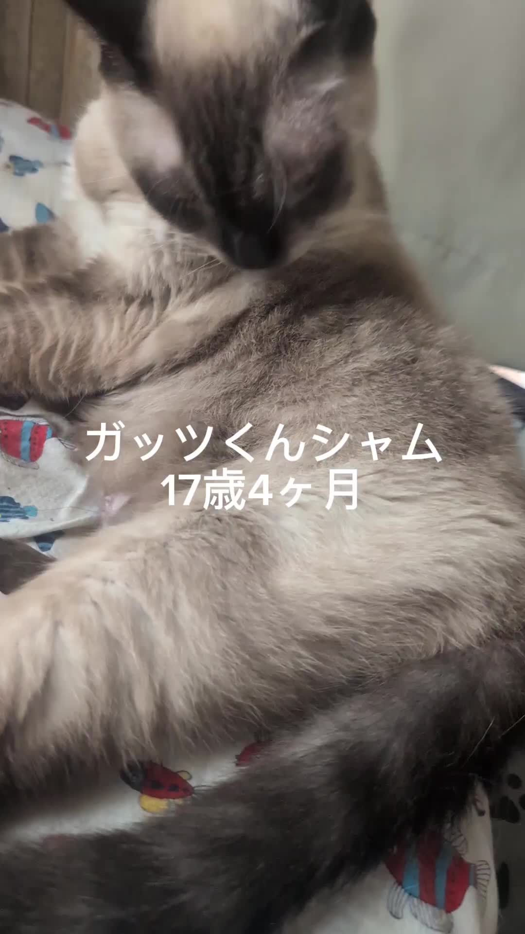 @すいぬこ😻