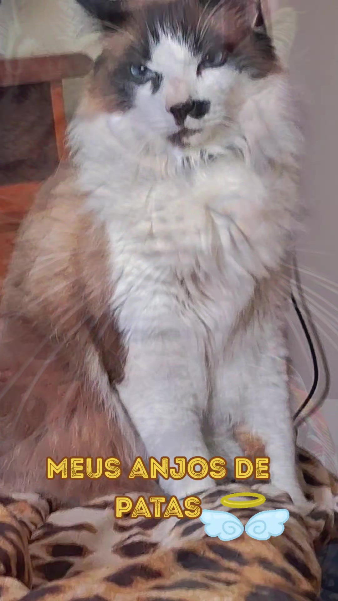 @MagdaAmoAnimais😾🐶🕊