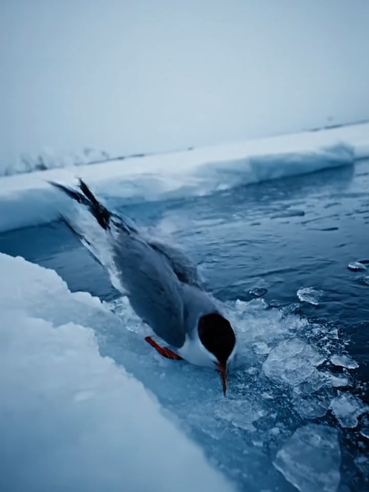 @user8669504360060