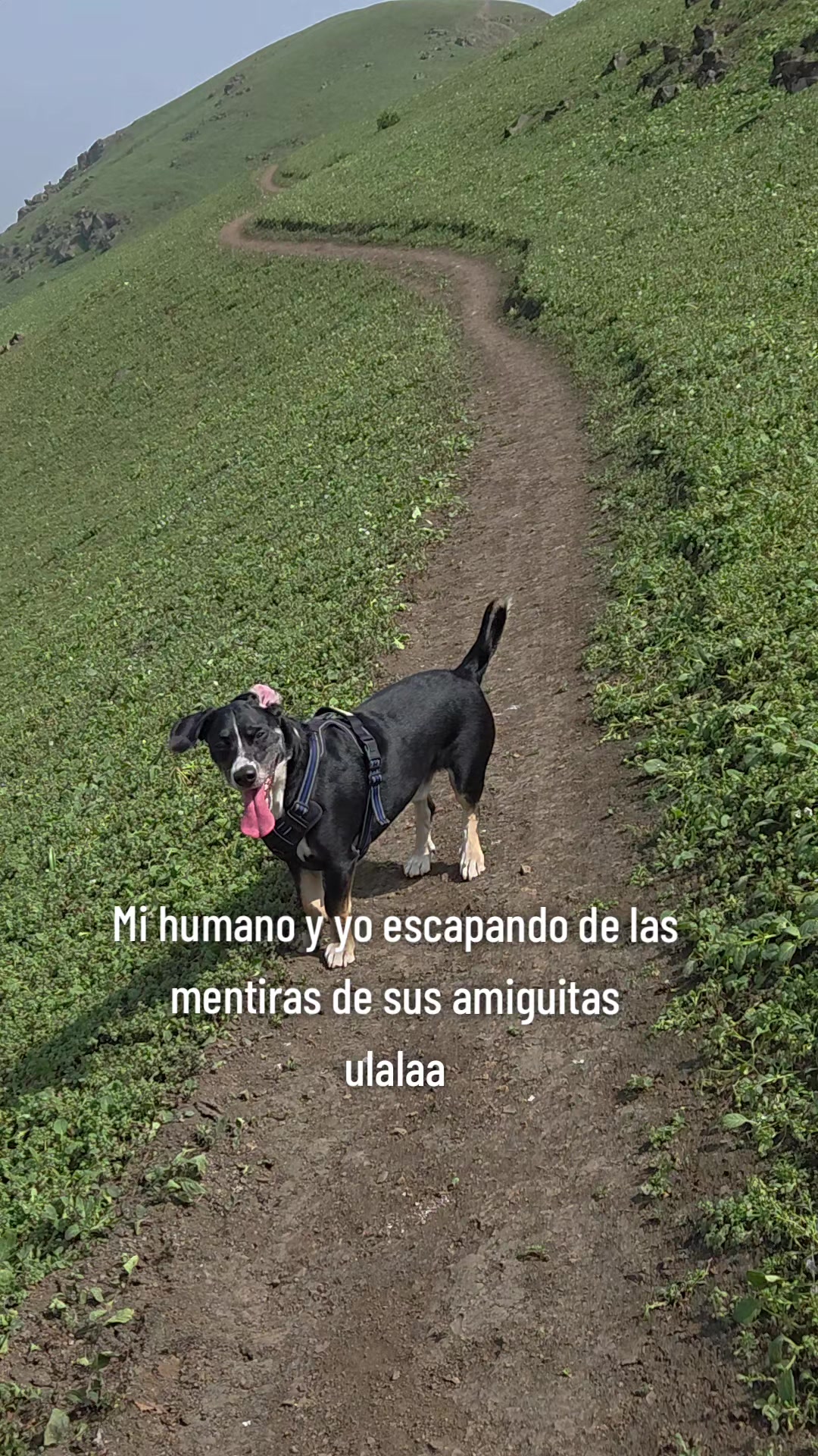 @Thor y Linda 🐾🐕❤️