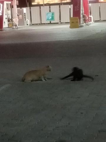 @badal rj