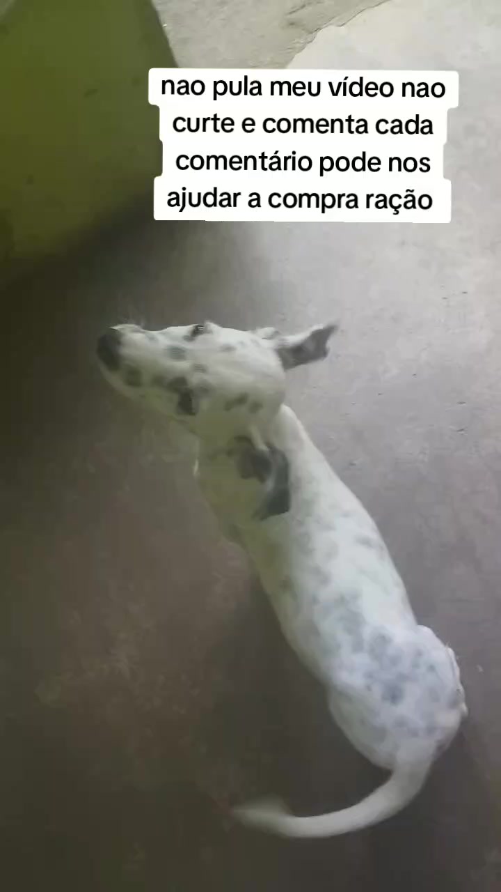@Cãozinhoabandonado