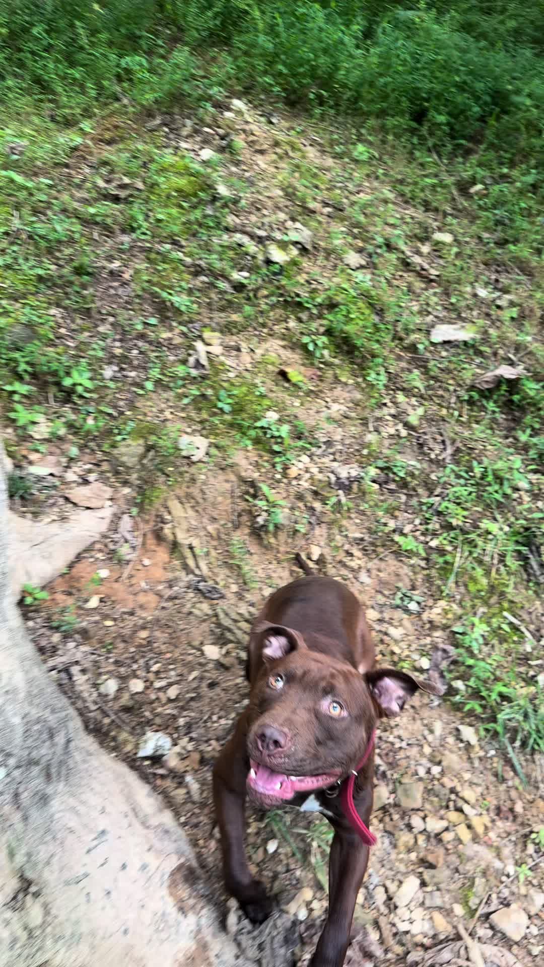 @WorldGoneMadKennels