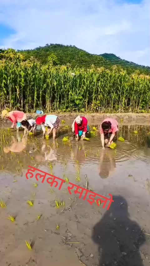 @Dipika Dahal Karki