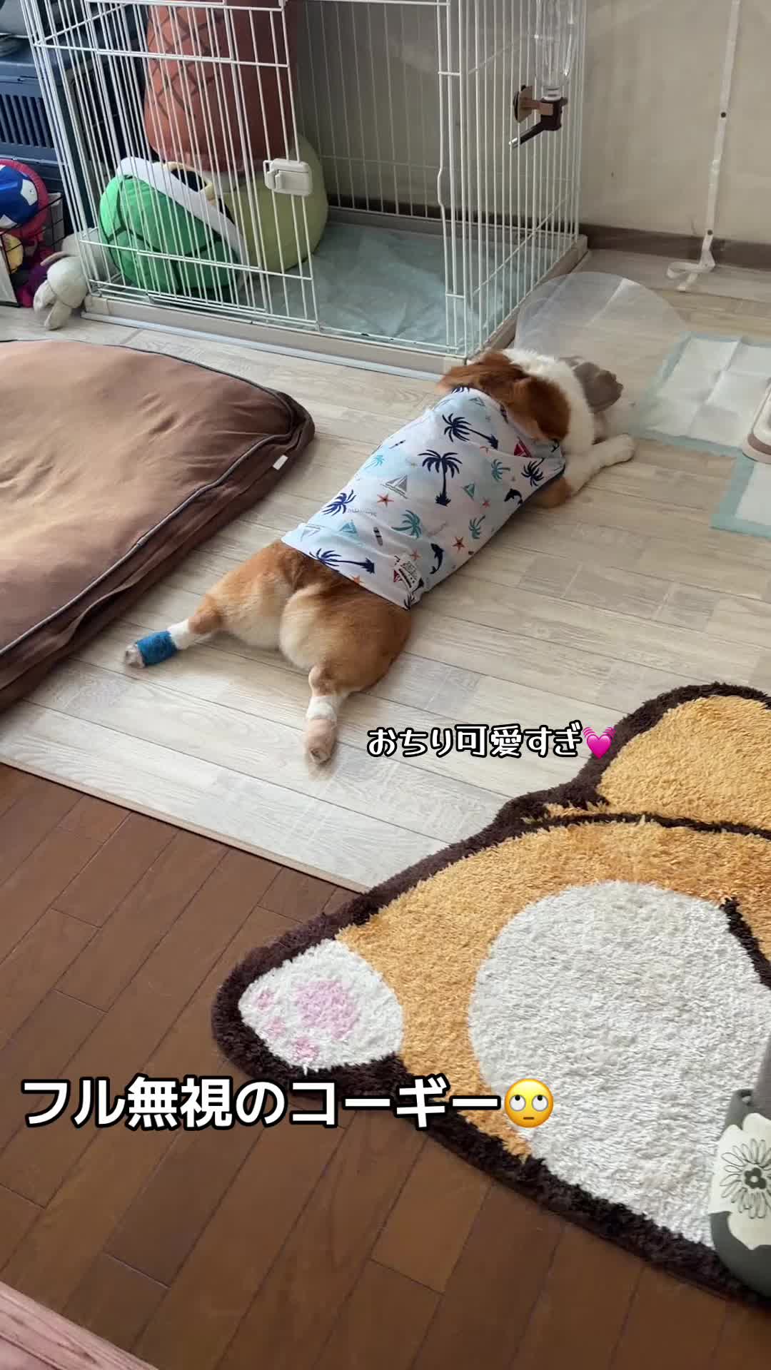 @コーギー犬のホープくん