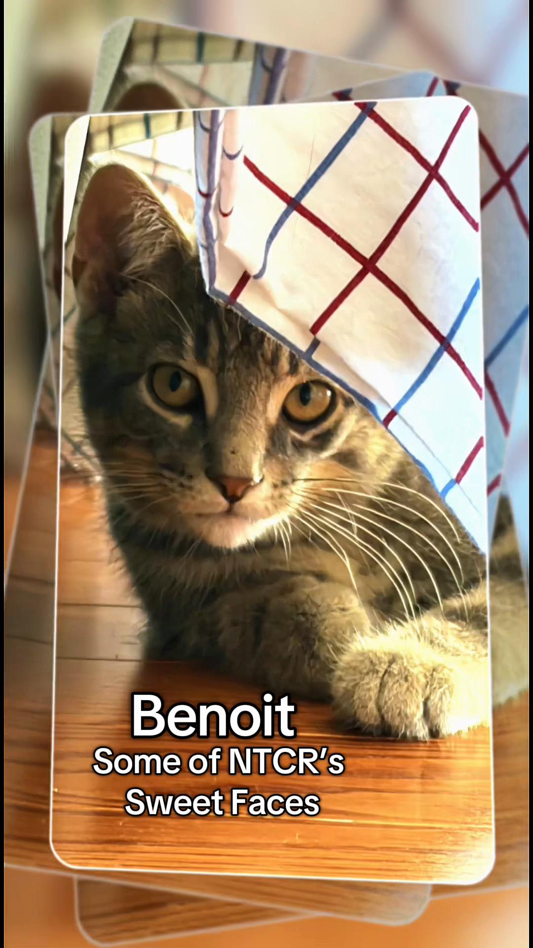 @North Toronto Cat Rescue