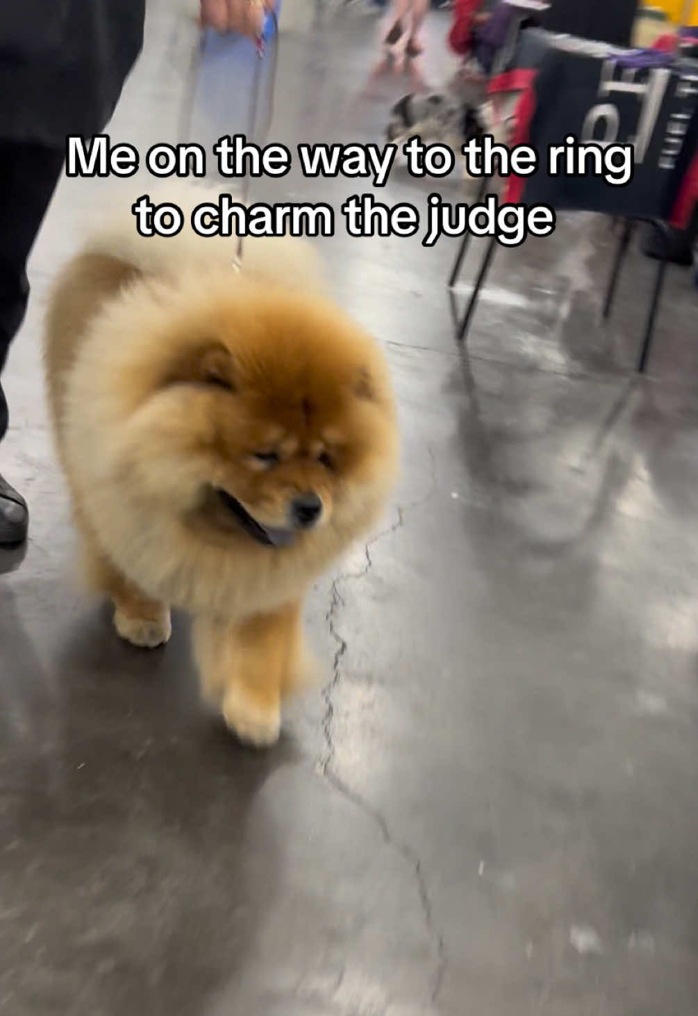 @Westminster Kennel Club