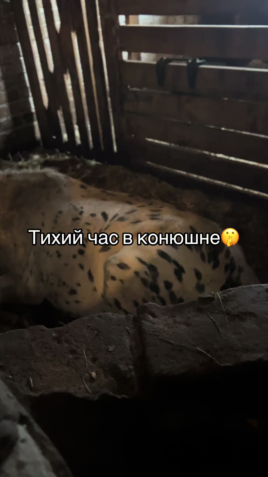 @Ли🐴