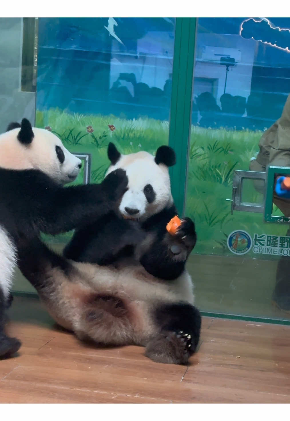 @熊猫妹珠🐼