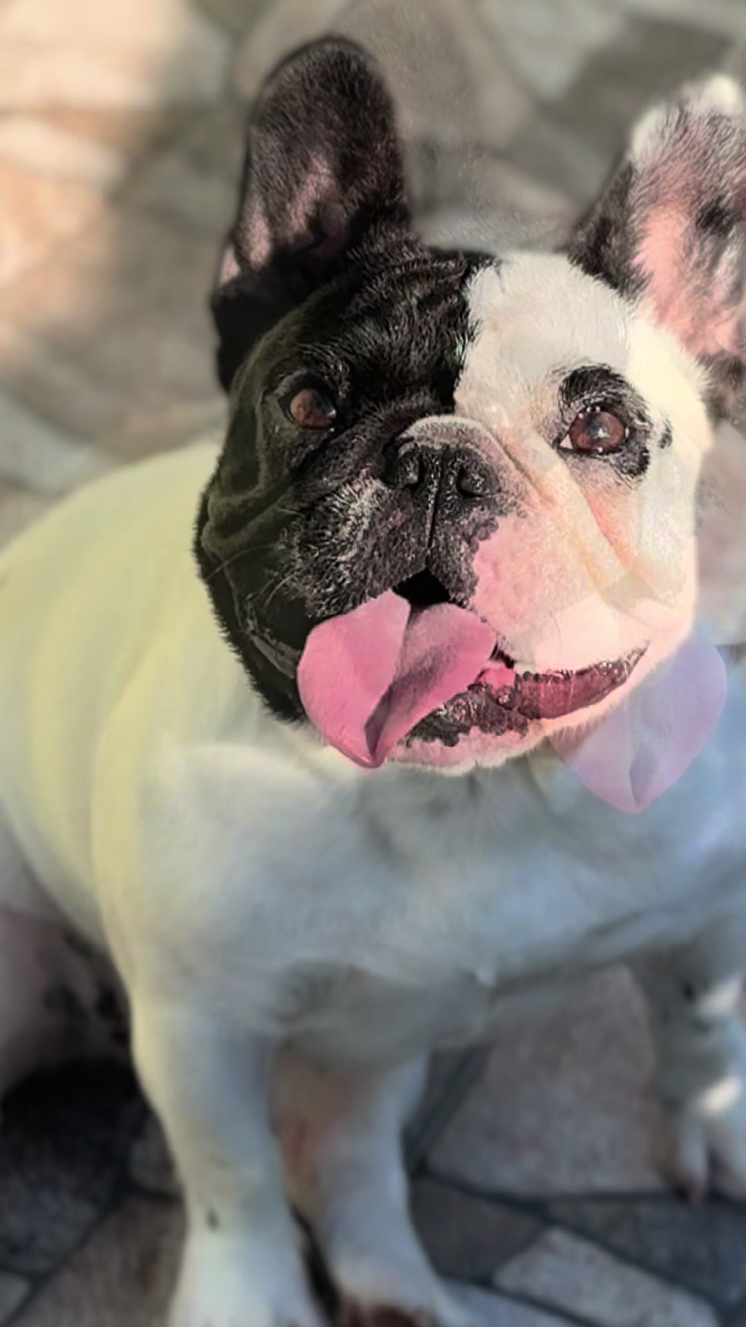 @Bosphorus Bulls French Bulldog