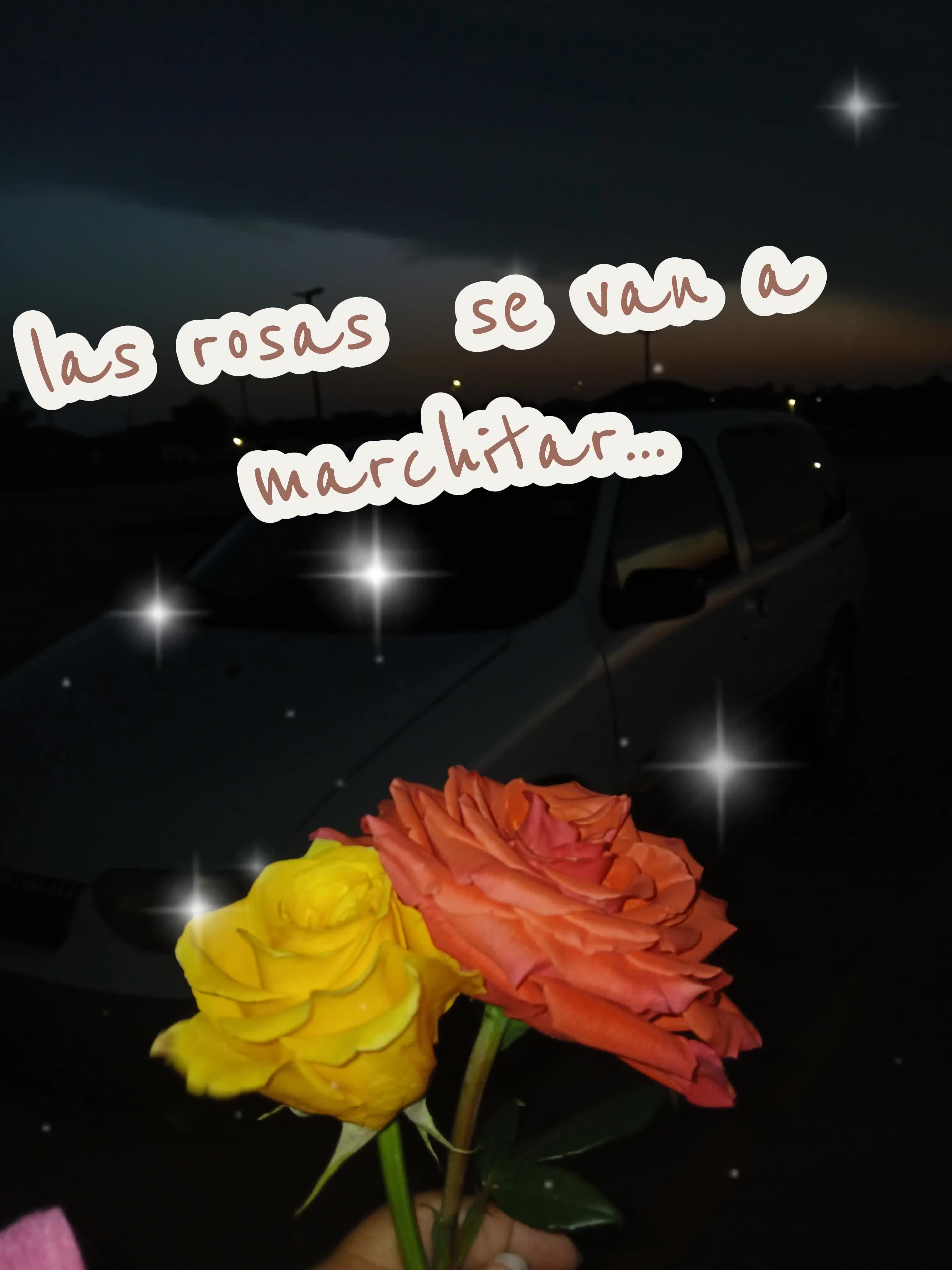 @Rosa Linda