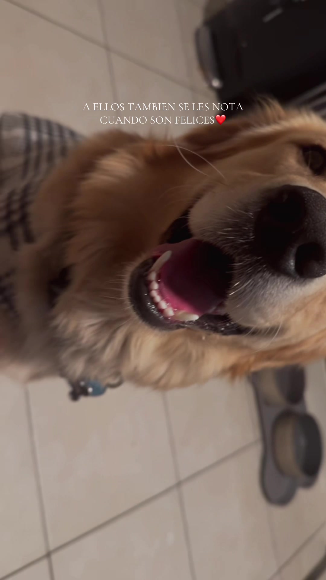 @Thebestgoldenlife