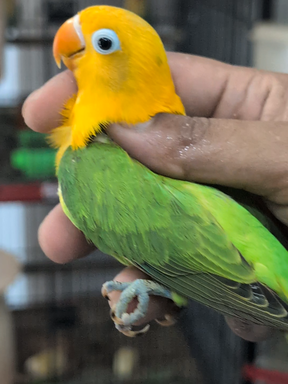 @manhaaviary