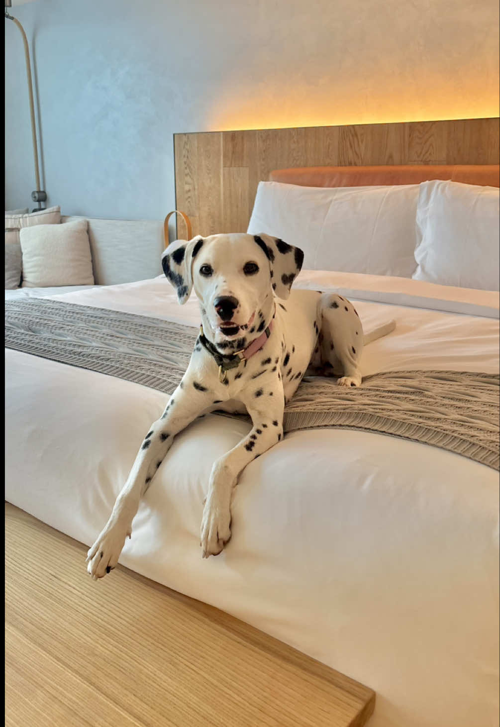 @Nevada the Dalmatian