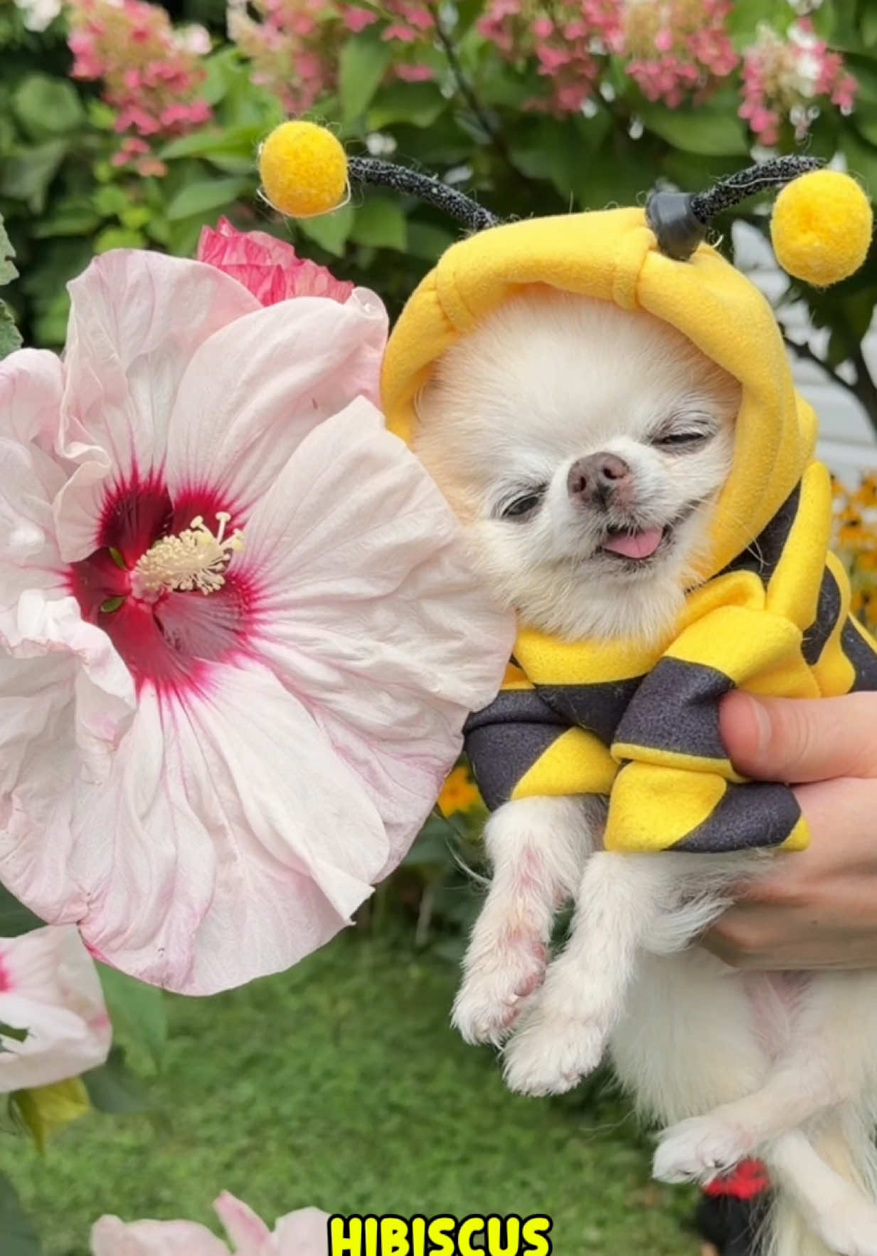 @Tiny Chihuahua Cedric & Maya