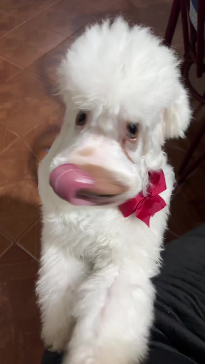 @BrigiCant777