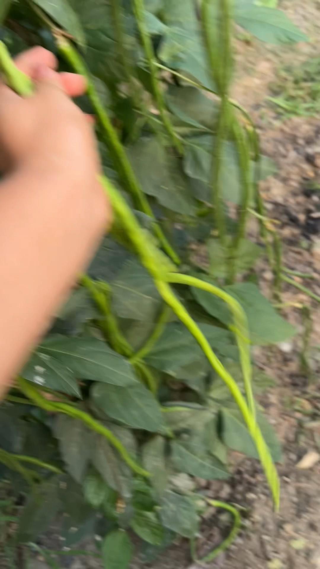 @🍀🍀