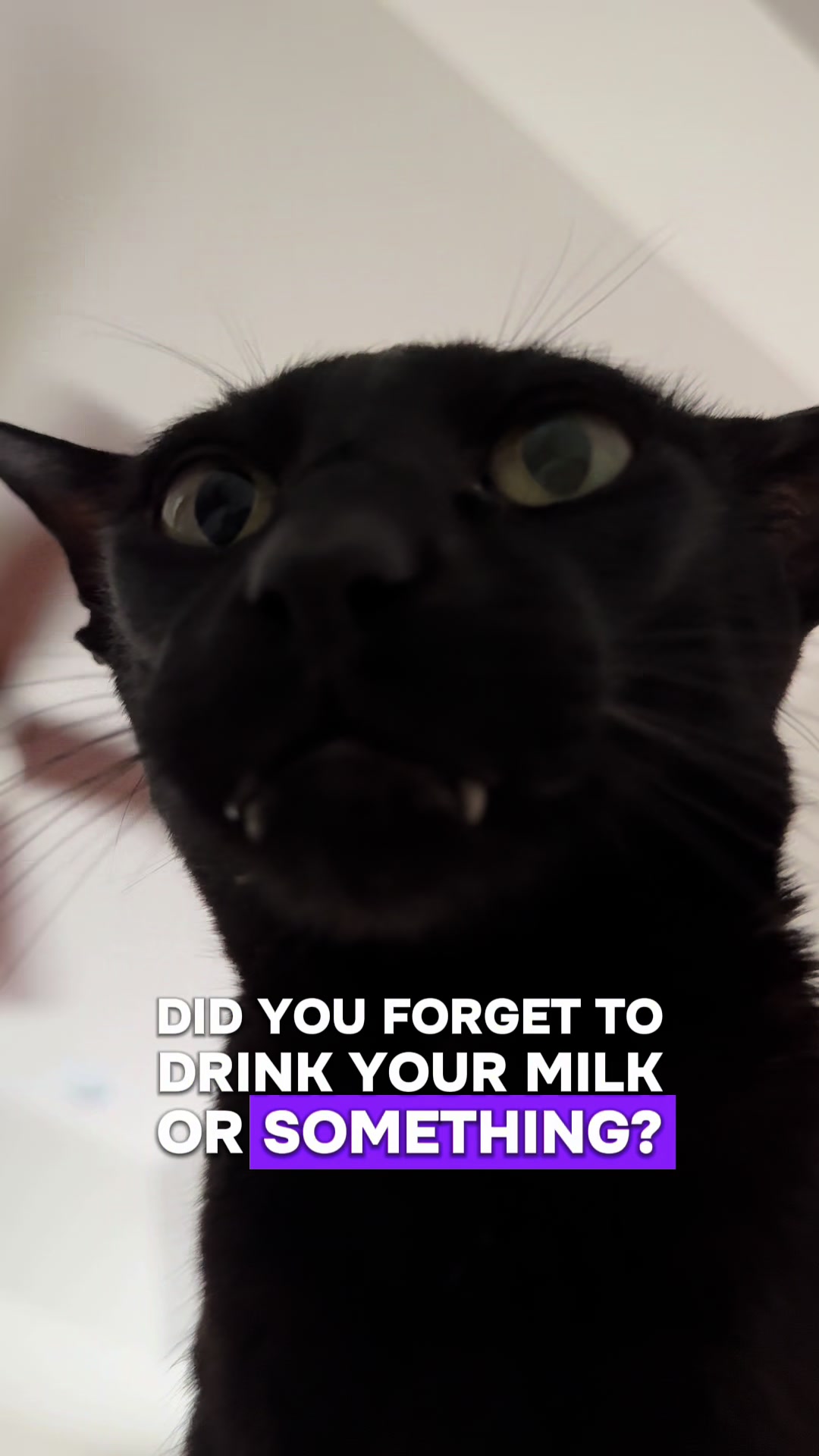 @hobbikats